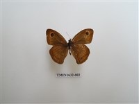 藏品(白漪波眼蝶)的圖片